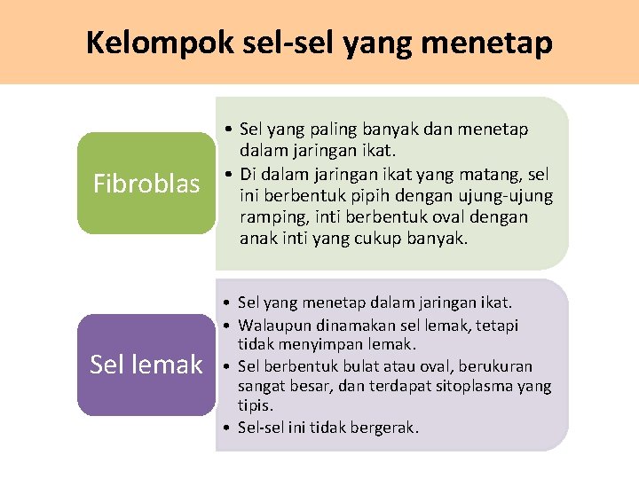 Kelompok sel-sel yang menetap Fibroblas • Sel yang paling banyak dan menetap dalam jaringan