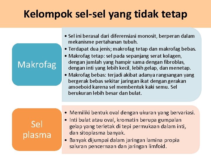 Kelompok sel-sel yang tidak tetap Makrofag • Sel ini berasal dari diferensiasi monosit, berperan