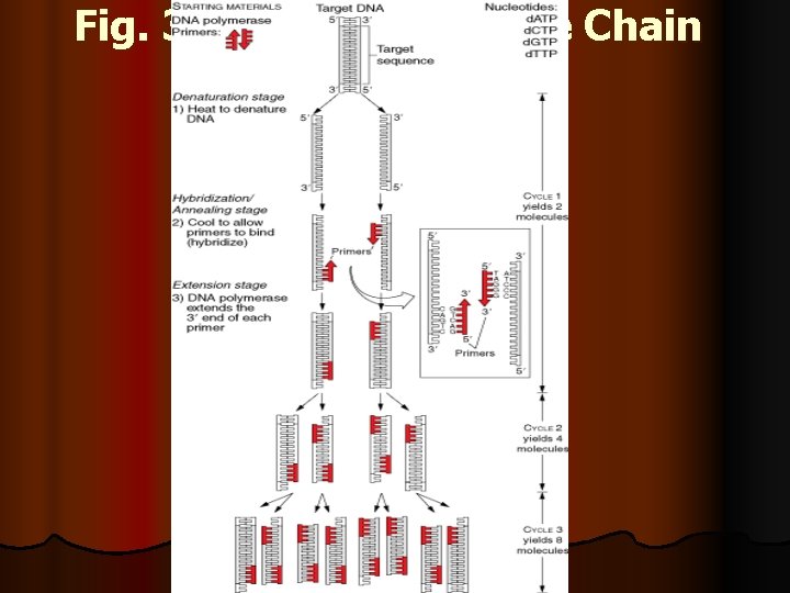 Fig. 3. 8 The Polymerase Chain Reaction 