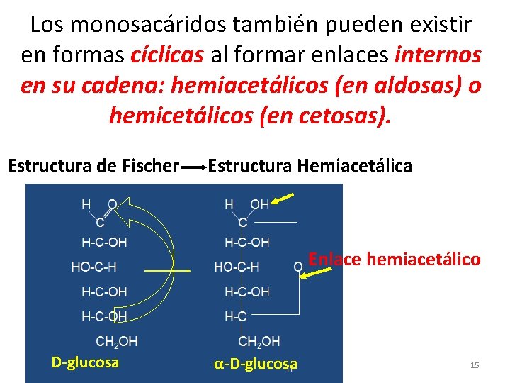 Los monosacáridos también pueden existir en formas cíclicas al formar enlaces internos en su