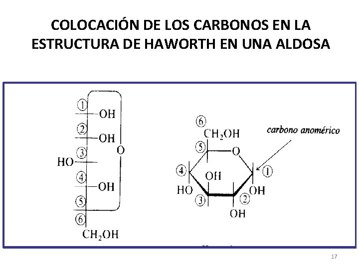 COLOCACIÓN DE LOS CARBONOS EN LA ESTRUCTURA DE HAWORTH EN UNA ALDOSA 17 