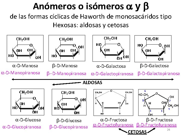 Anómeros o isómeros y de las formas cíclicas de Haworth de monosacáridos tipo Hexosas: