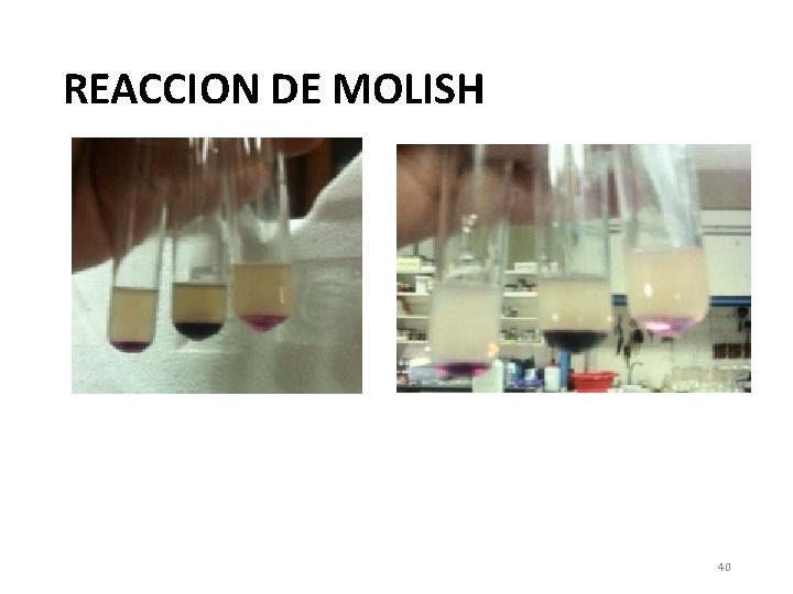 REACCION DE MOLISH 40 