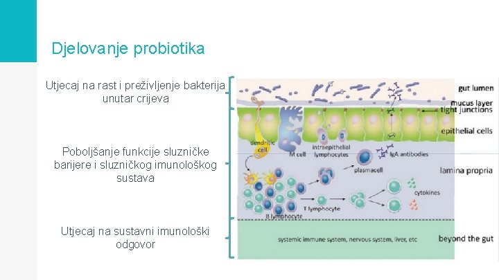 Djelovanje probiotika Utjecaj na rast i preživljenje bakterija unutar crijeva Poboljšanje funkcije sluzničke barijere