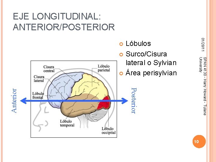 EJE LONGITUDINAL: ANTERIOR/POSTERIOR 01/28/11 Lóbulos Surco/Cisura lateral o Sylvian Área perisylvian SPAN 4130 -