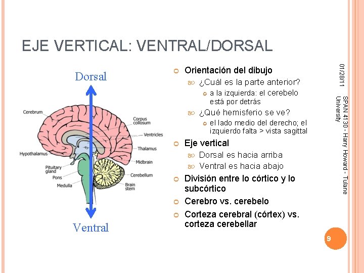 EJE VERTICAL: VENTRAL/DORSAL Orientación del dibujo ¿Cuál es la parte anterior? a la izquierda: