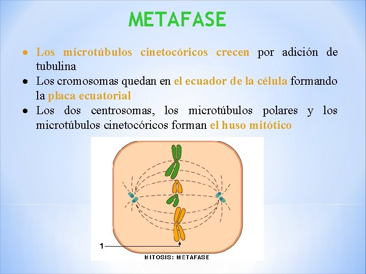 METAFASE Los microtúbulos cinetocóricos crecen por adición de tubulina Los cromosomas quedan en el