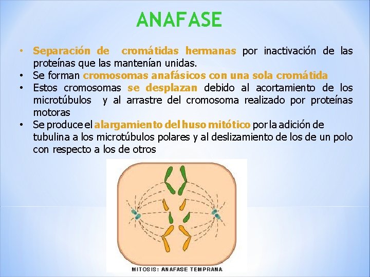 ANAFASE • Separación de cromátidas hermanas por inactivación de las proteínas que las mantenían