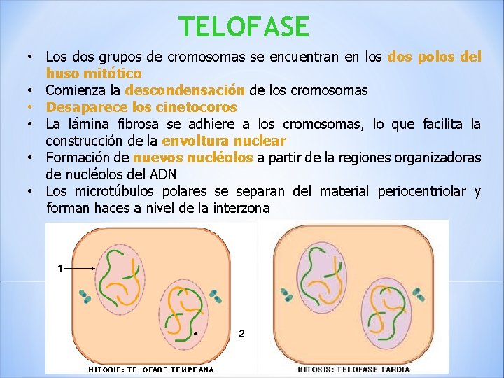 TELOFASE • Los dos grupos de cromosomas se encuentran en los dos polos del