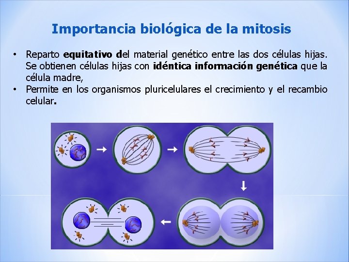 Importancia biológica de la mitosis • Reparto equitativo del material genético entre las dos