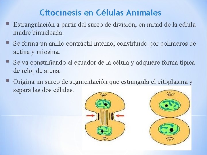 Citocinesis en Células Animales § Estrangulación a partir del surco de división, en mitad