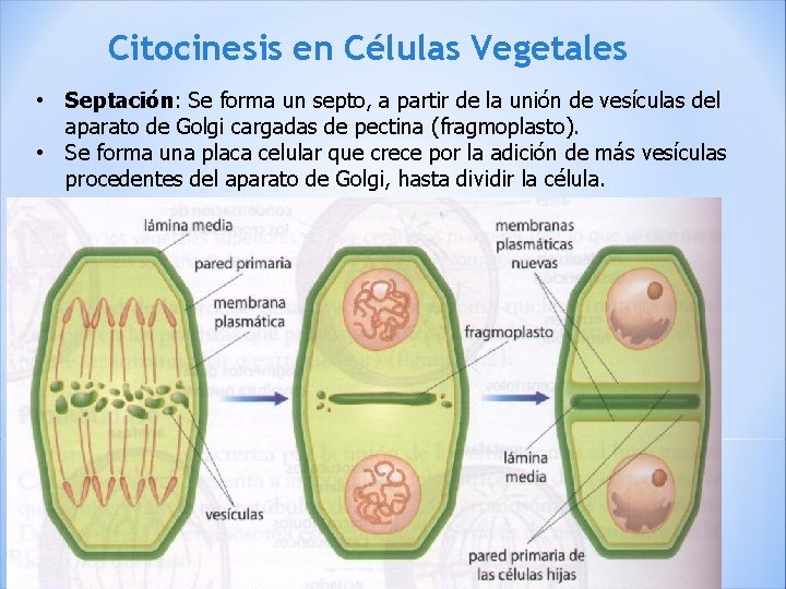 Citocinesis en Células Vegetales • Septación: Se forma un septo, a partir de la