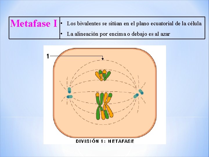 Metafase I • Los bivalentes se sitúan en el plano ecuatorial de la célula