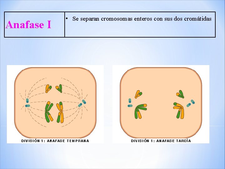 Anafase I • Se separan cromosomas enteros con sus dos cromátidas 
