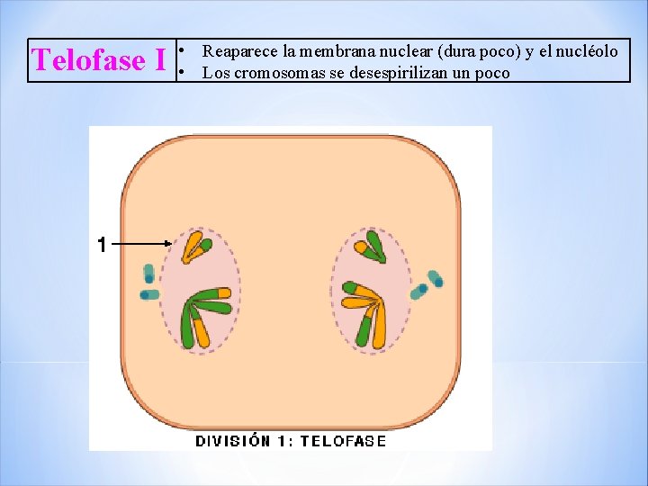 Telofase I • Reaparece la membrana nuclear (dura poco) y el nucléolo • Los