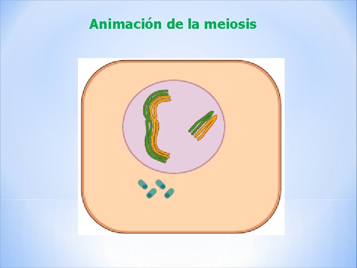 Animación de la meiosis 