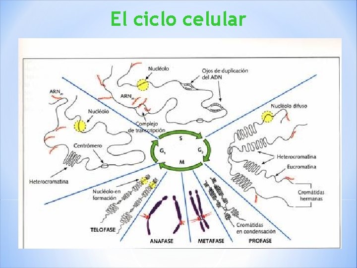 El ciclo celular 