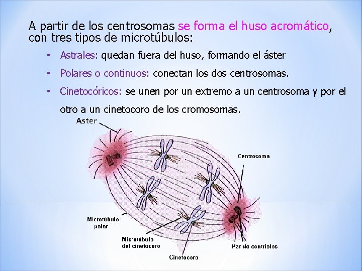 A partir de los centrosomas se forma el huso acromático, con tres tipos de