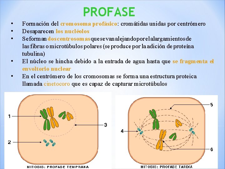 PROFASE • • • Formación del cromosoma profásico: cromátidas unidas por centrómero Desaparecen los