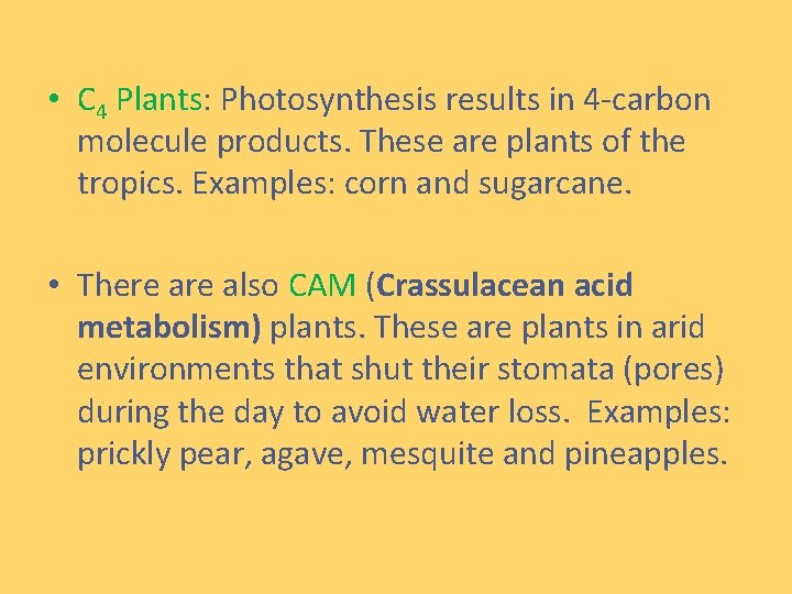  • C 4 Plants: Photosynthesis results in 4 -carbon molecule products. These are