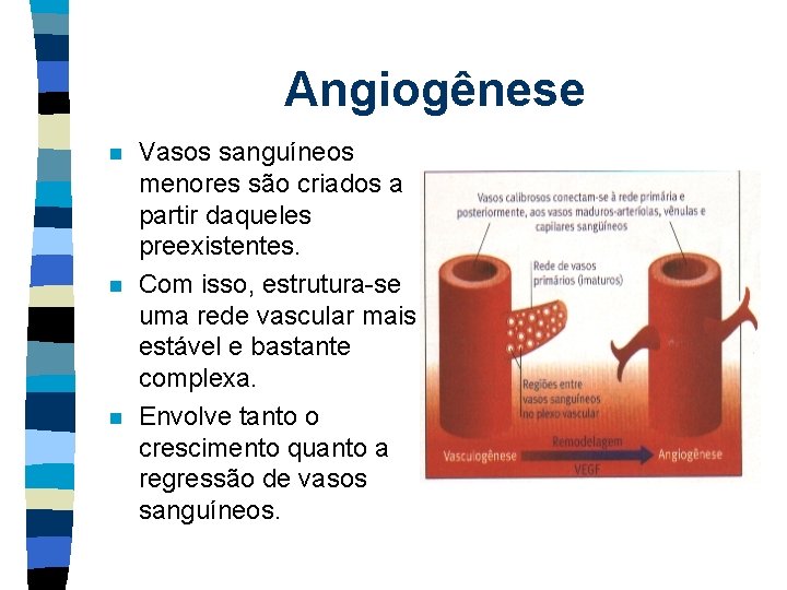Angiogênese n n n Vasos sanguíneos menores são criados a partir daqueles preexistentes. Com