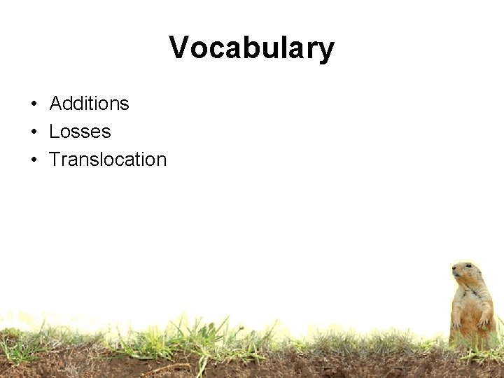 Vocabulary • Additions • Losses • Translocation Vocabulary • Additions • Losses • Translocation