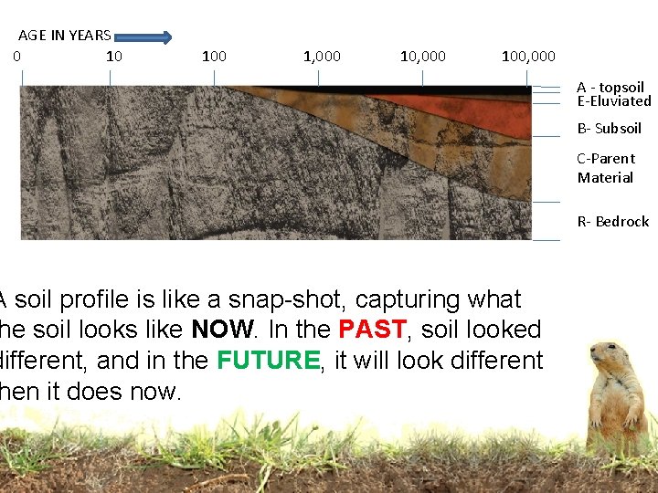 AGE IN YEARS 0 10 100 1, 000 100, 000 A soil profile is