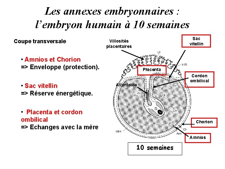 Les annexes embryonnaires : l’embryon humain à 10 semaines Coupe transversale Sac vitellin Villosités