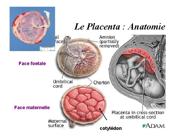 Le Placenta : Anatomie Face foetale Face maternelle cotylédon 