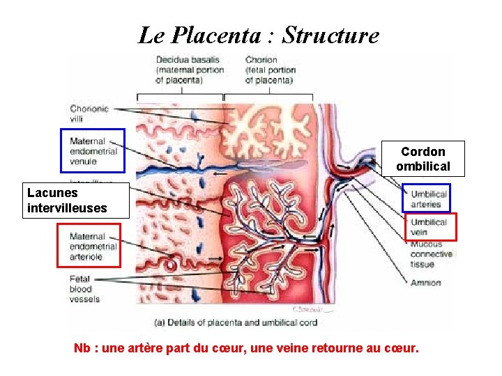 Le Placenta : Structure Cordon ombilical Lacunes intervilleuses Nb : une artère part du