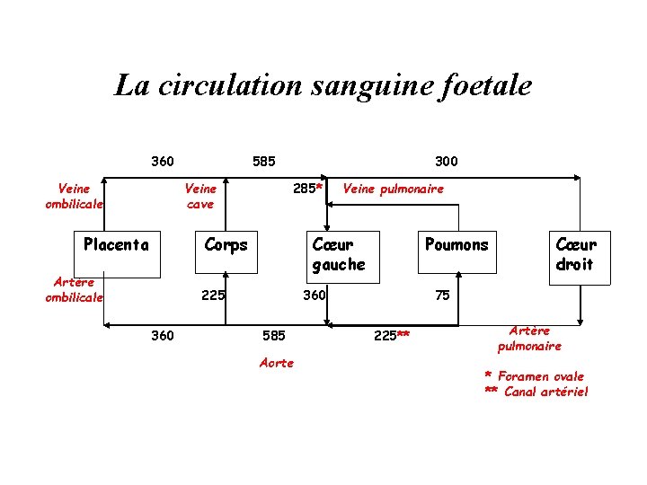 La circulation sanguine foetale 360 Veine ombilicale 585 Veine cave Placenta 300 285* Corps