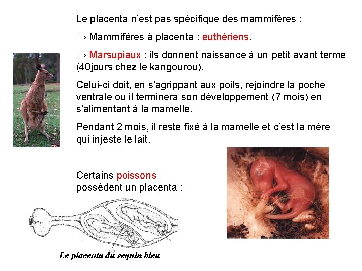 Le placenta n’est pas spécifique des mammifères : Þ Mammifères à placenta : euthériens.