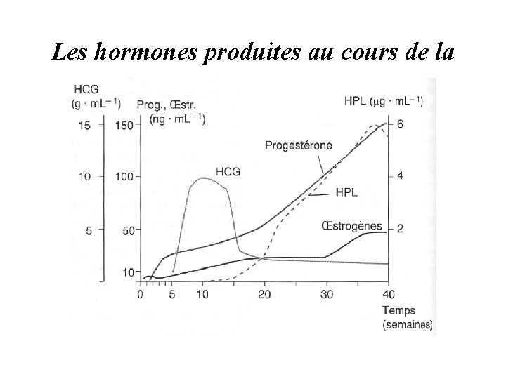 Les hormones produites au cours de la grossesse 