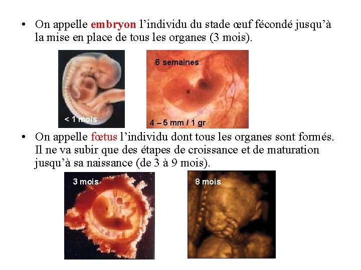  • On appelle embryon l’individu du stade œuf fécondé jusqu’à la mise en