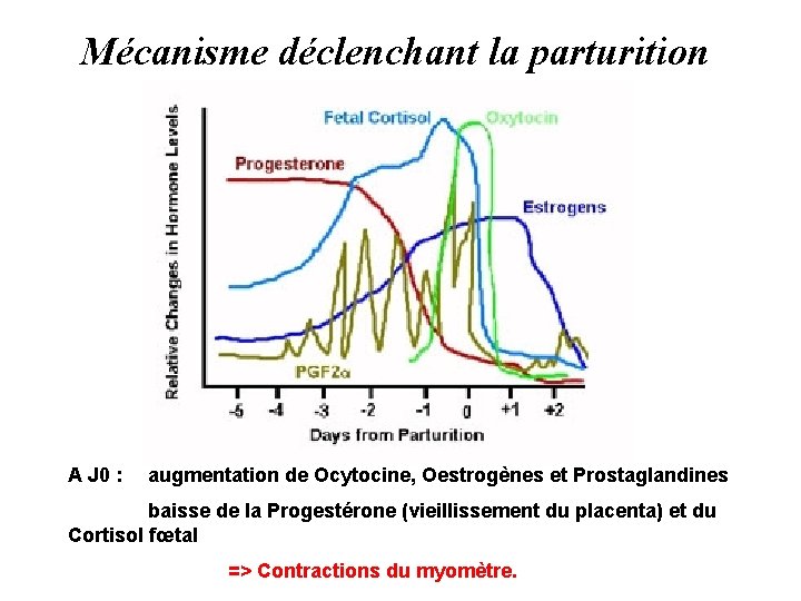 Mécanisme déclenchant la parturition A J 0 : augmentation de Ocytocine, Oestrogènes et Prostaglandines