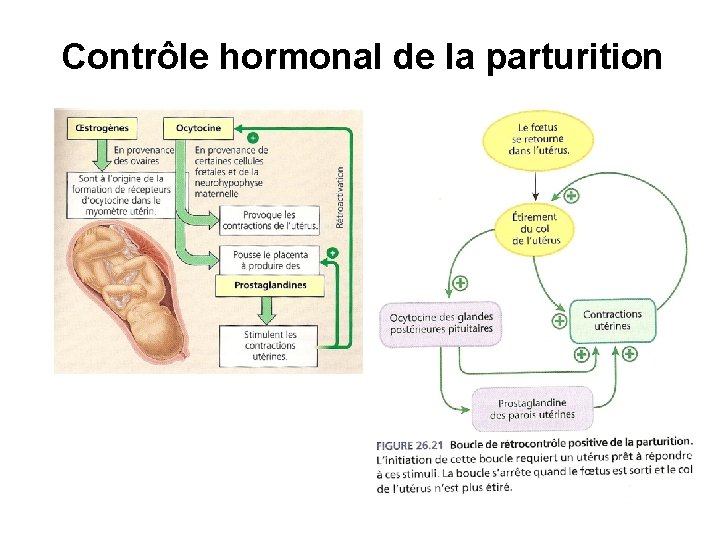 Contrôle hormonal de la parturition 