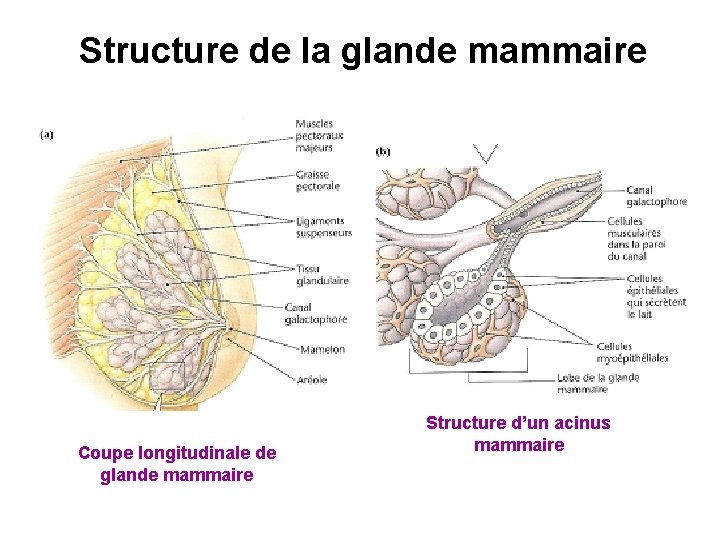 Structure de la glande mammaire Coupe longitudinale de glande mammaire Structure d’un acinus mammaire
