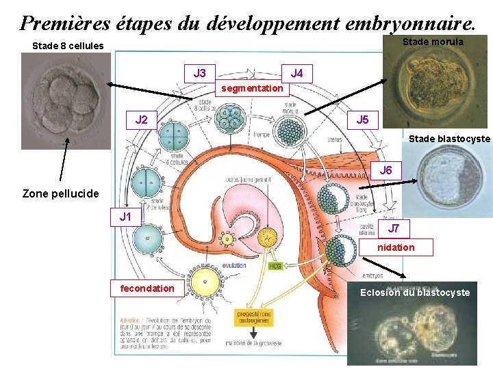 Premières étapes du développement embryonnaire. Stade morula Stade 8 cellules J 3 J 4