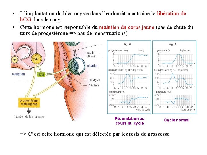  • L’implantation du blastocyste dans l’endomètre entraîne la libération de h. CG dans