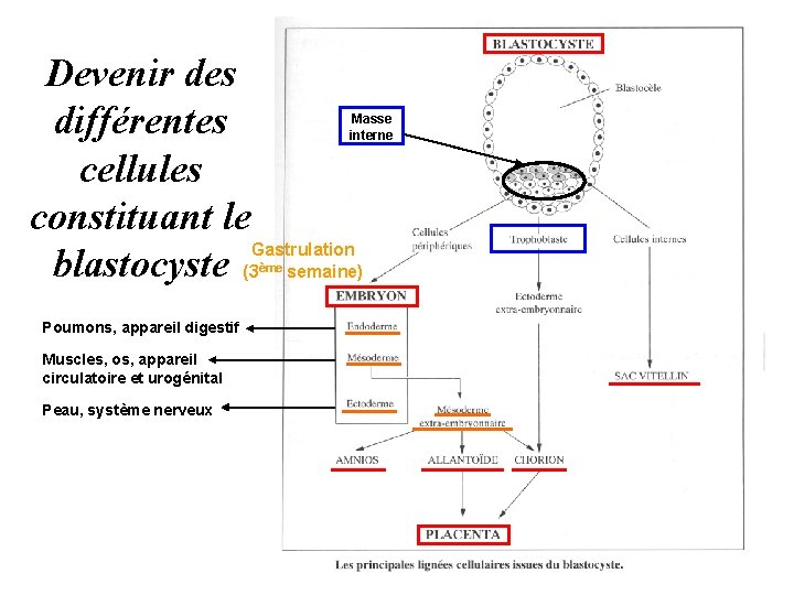 Devenir des différentes cellules constituant le Gastrulation blastocyste (3 semaine) Masse interne ème Poumons,