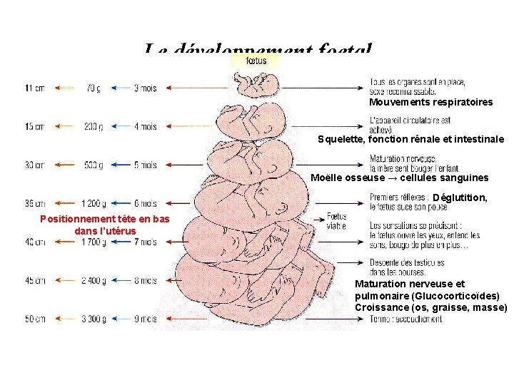 Le développement foetal Mouvements respiratoires Squelette, fonction rénale et intestinale Moëlle osseuse → cellules