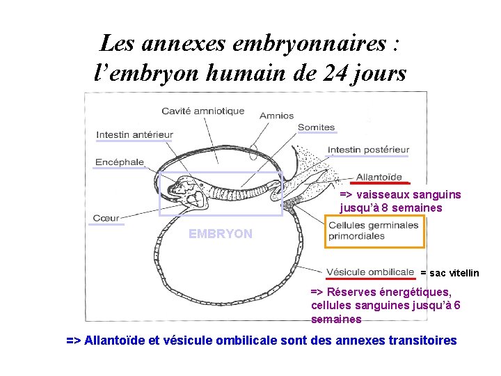 Les annexes embryonnaires : l’embryon humain de 24 jours => vaisseaux sanguins jusqu’à 8