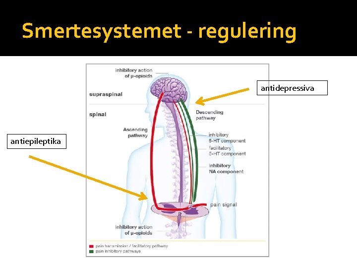Smertesystemet - regulering antidepressiva antiepileptika 