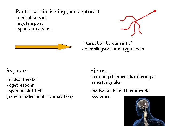 Perifer sensibilisering (nociceptorer) - nedsat tærskel - øget respons - spontan aktivitet Intenst bombardement