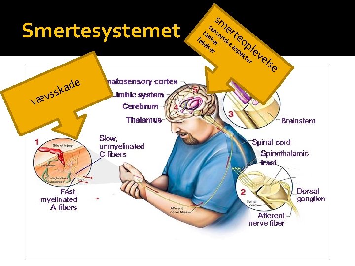 SE-nr. . 30 84 55 01 Smertesystemet sm se er ta ns te op