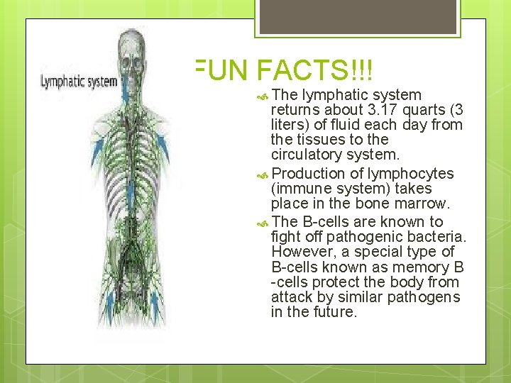 FUN FACTS!!! The lymphatic system returns about 3. 17 quarts (3 liters) of fluid