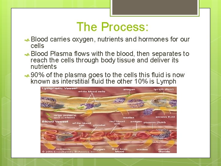 The Process: Blood carries oxygen, nutrients and hormones for our cells Blood Plasma flows