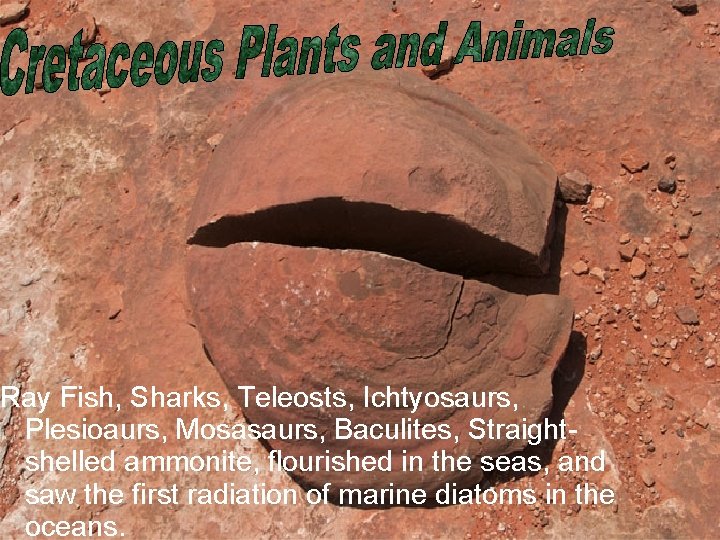 Ray Fish, Sharks, Teleosts, Ichtyosaurs, Plesioaurs, Mosasaurs, Baculites, Straightshelled ammonite, flourished in the seas,