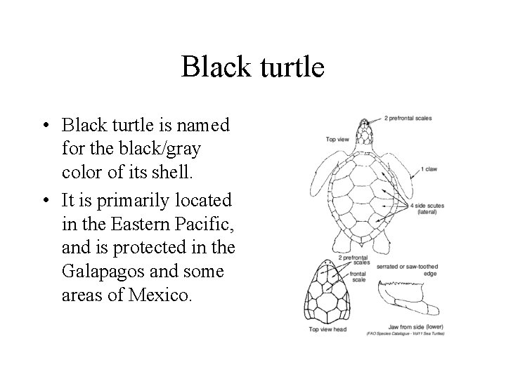 Black turtle • Black turtle is named for the black/gray color of its shell.