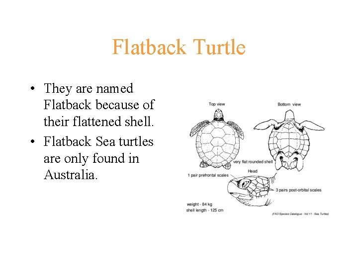 Flatback Turtle • They are named Flatback because of their flattened shell. • Flatback